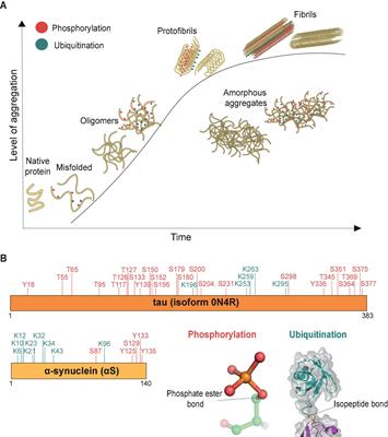 A Potential Mechanism for Targeting Aggregates With Proteasomes and Disaggregases in Liquid Droplets